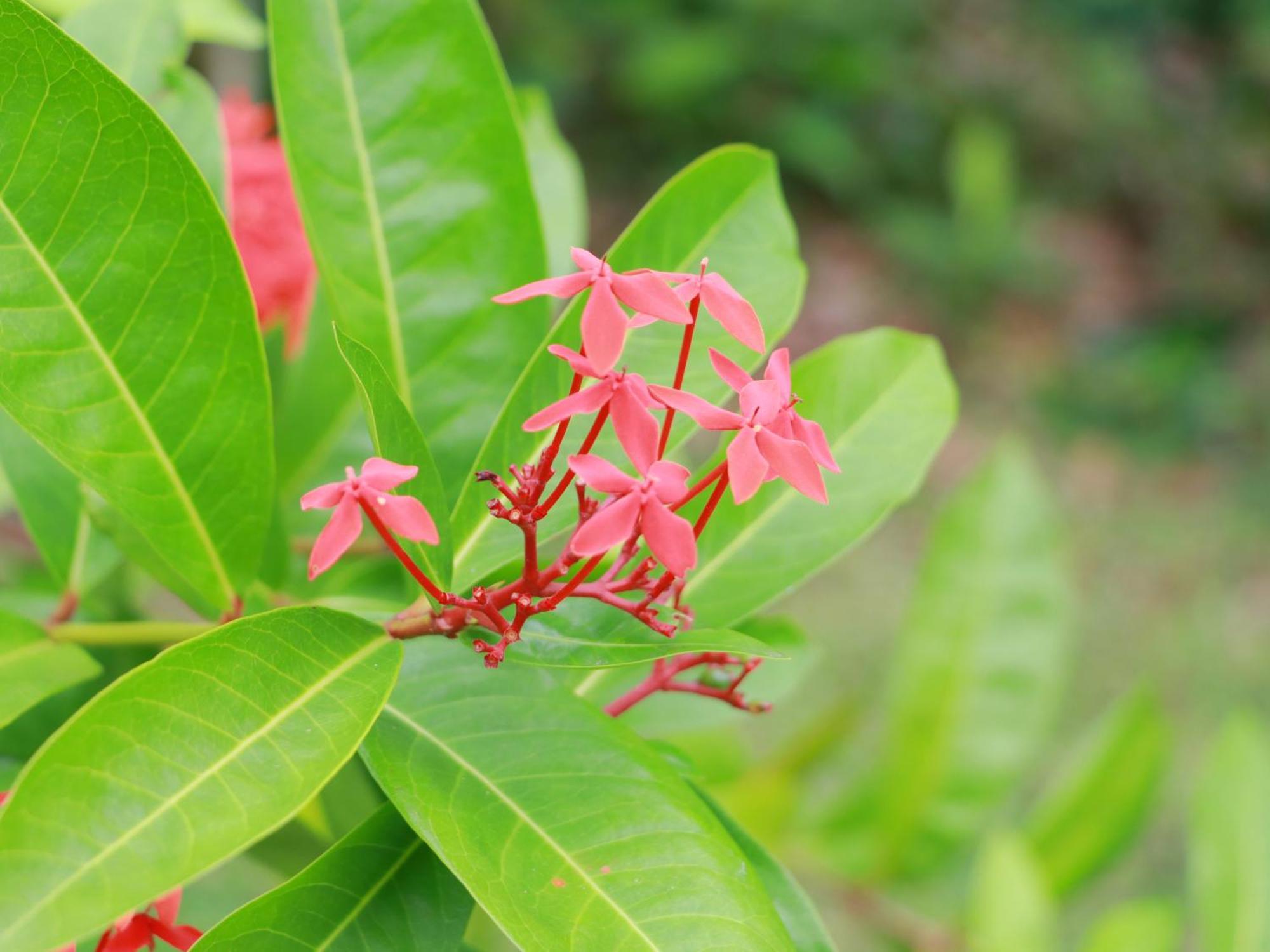 Kachibai Villa Ishigaki  Dış mekan fotoğraf
